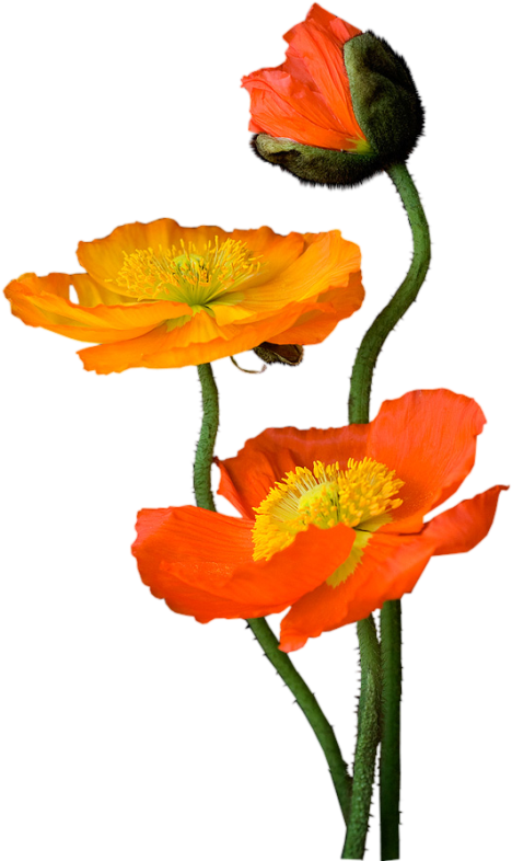 Poppies - Flower (491x800)
