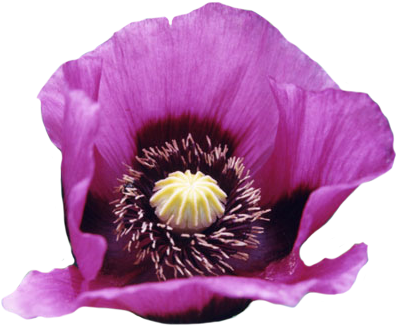 Opium Poppy - Tulasi Incense Cones - 15 Cones (opium) (396x328)