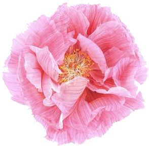 Poppy Flower Transparent Transparent Flowers Poppins-me - Poppy (564x376)