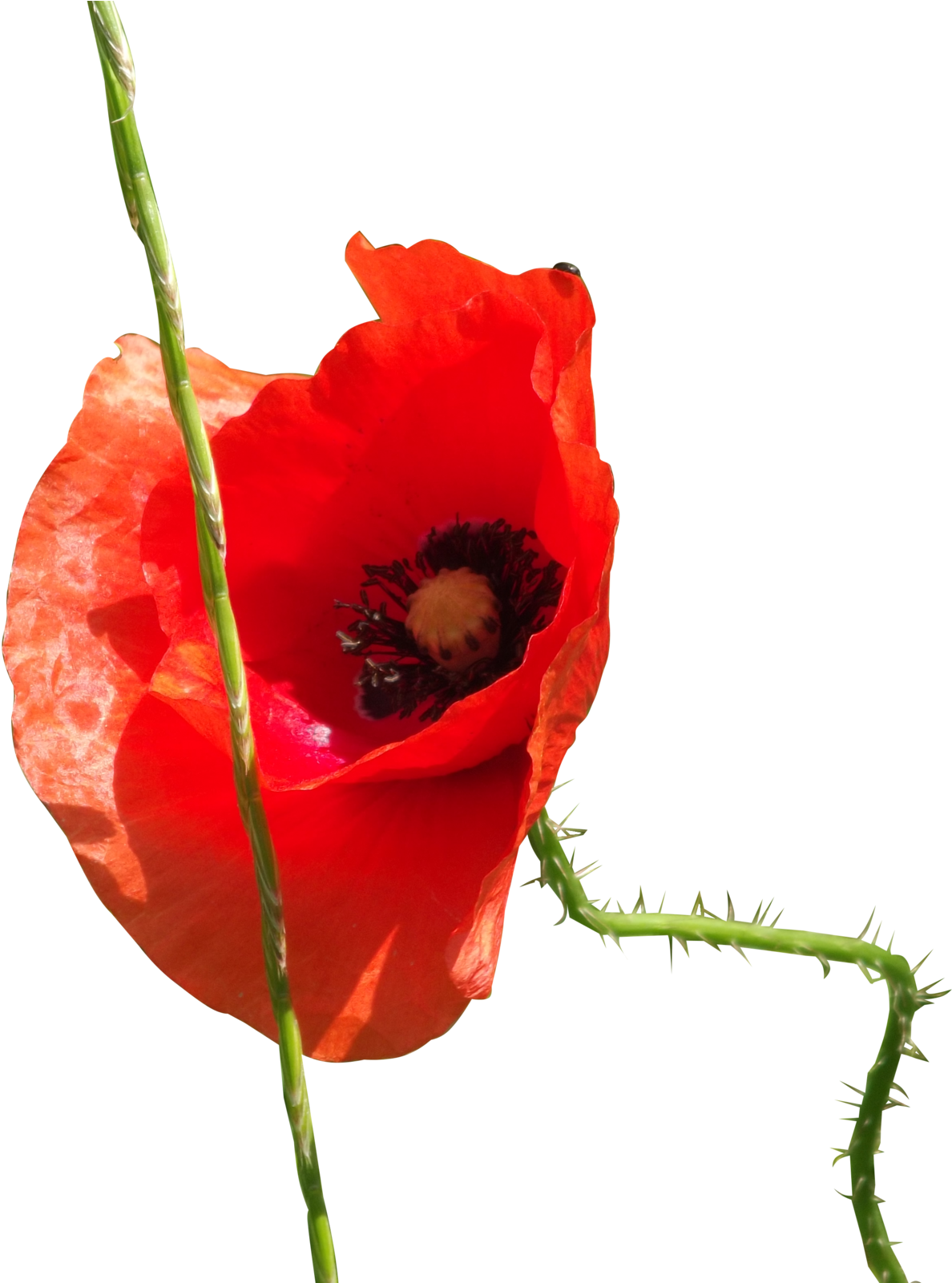Poppy Flower Png By Adagem Poppy Flower Png By Adagem - Poppy (1600x1600)