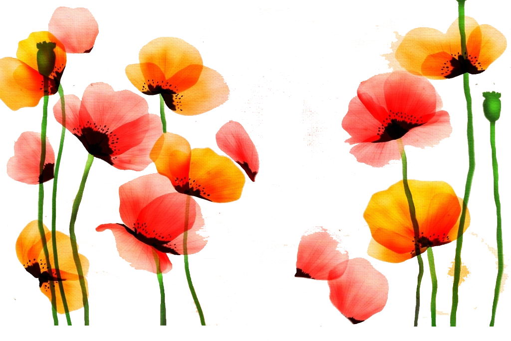 Poppy Watercolor Painting Flower Red Yellow - Pintado Flores Acuarela Png (1024x683)