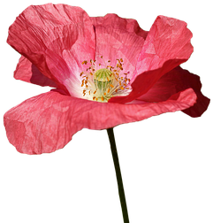Poppy, Red, Flower, Spring, Red Flowers - Red Flower Illustration (510x340)
