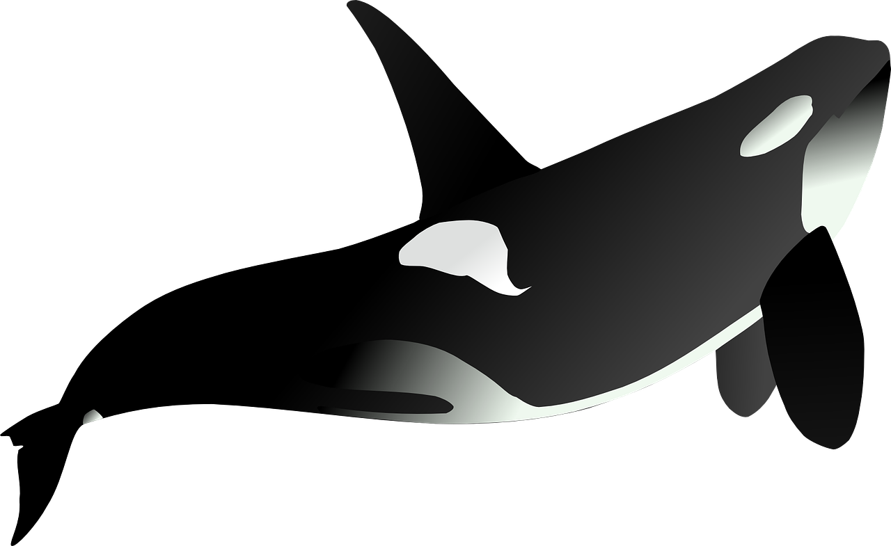 Killer Whale Clip Art - Killer Whale Clip Art (1280x785)