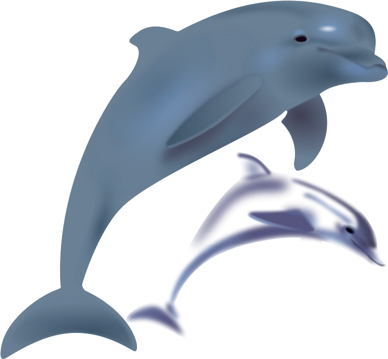Dolphins, Delfinai, Animals - Dolphin Clipart (800x800)