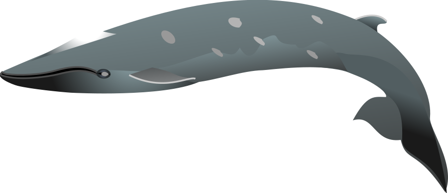 Dolphin Clip Art - Portable Network Graphics (900x389)