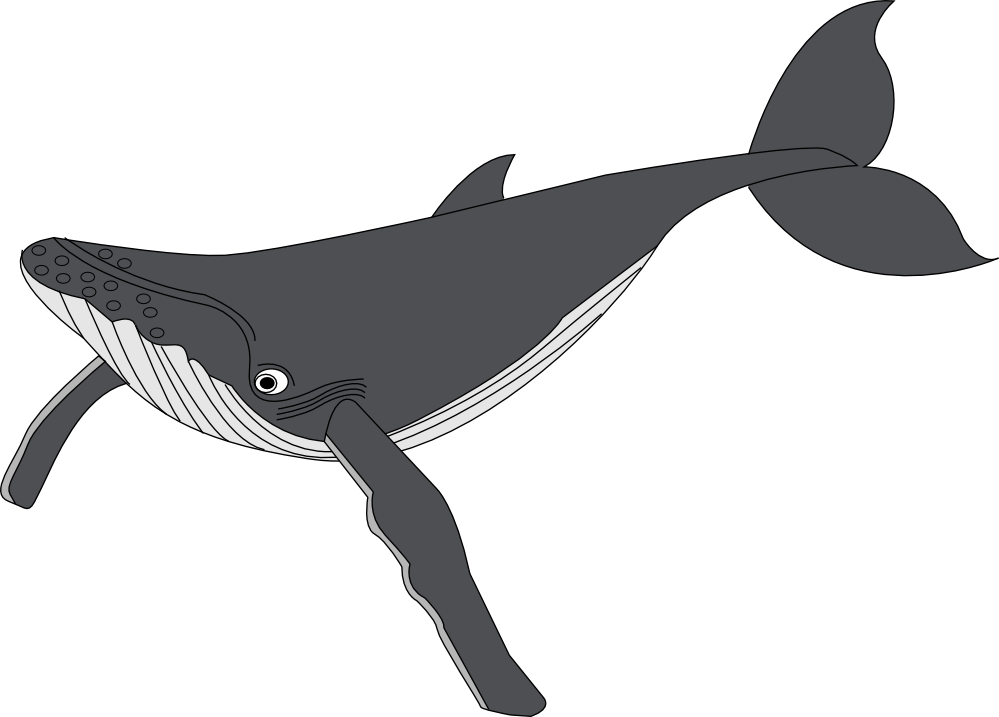 Net Clip Art Baleine Whale Scallywag March - Clipart Baleine (999x717)