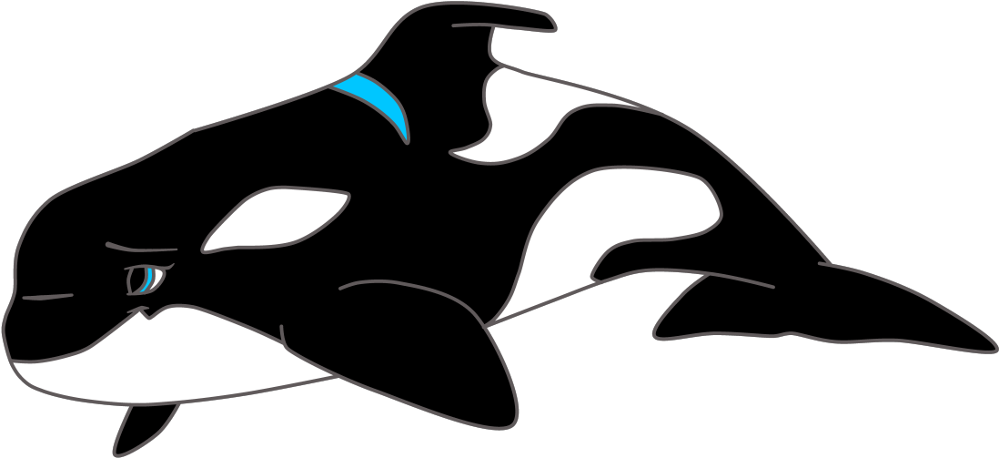 Dolphin Clipart Images Black And White - Killer Whale (1280x768)