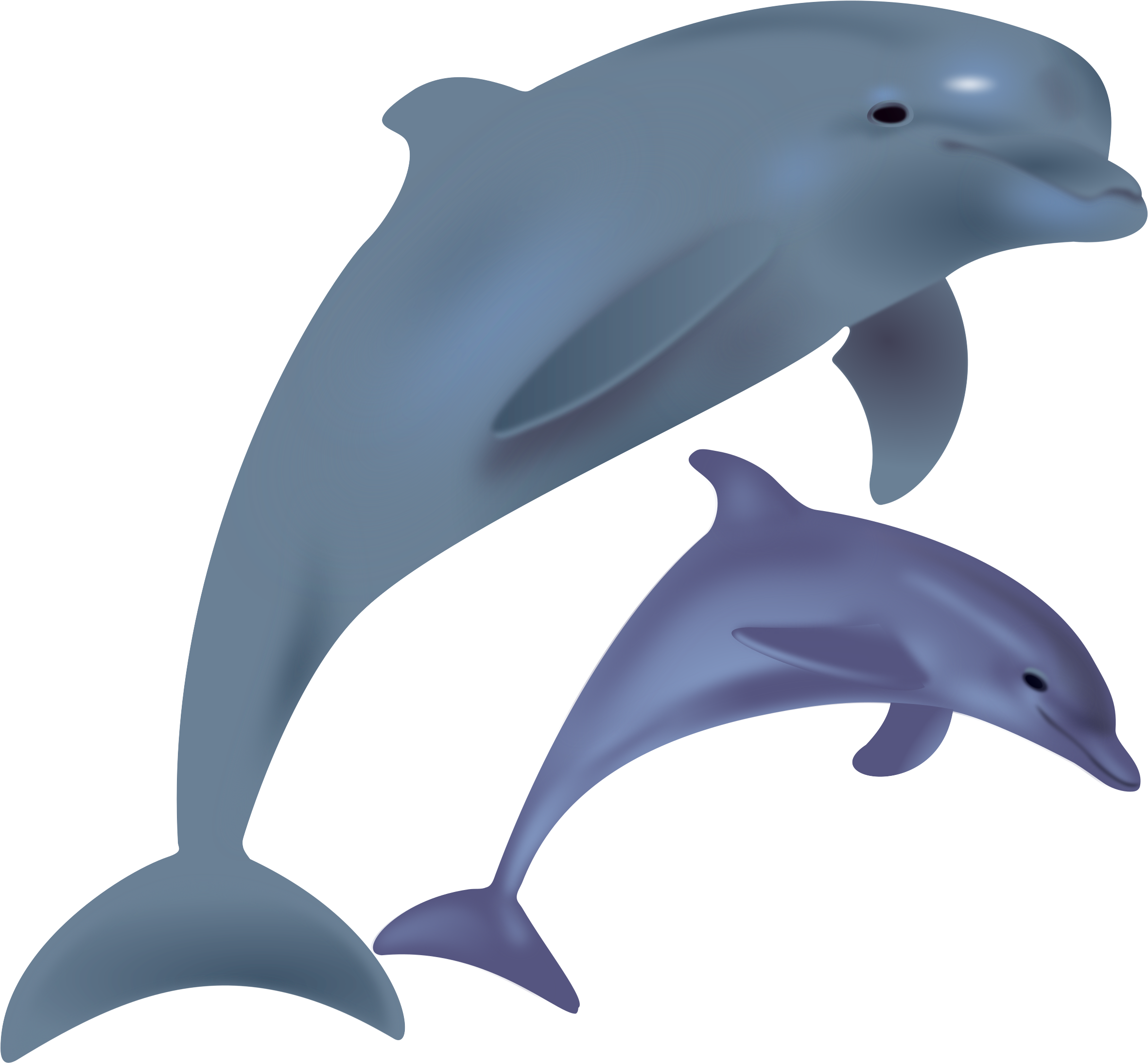 Dolphin Transparent (2400x2257)