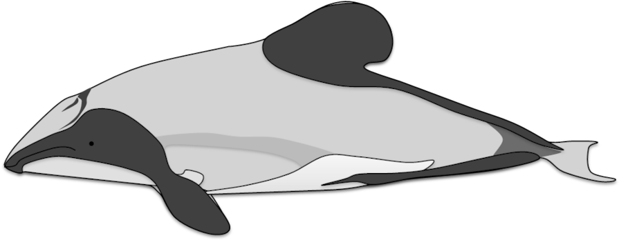 Hector's Dolphin By Adamzt2 - Draw A Hector Dolphin (900x354)