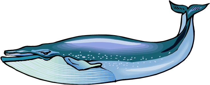 Collection Of Free Short Beaked Common Dolphin Cliparts - Whales And Fish Clip Art (750x313)