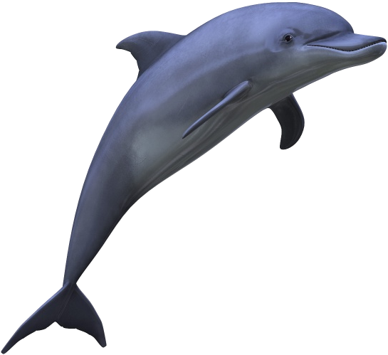 Dolphin Medium Size Png - Dolphin Png (600x600)