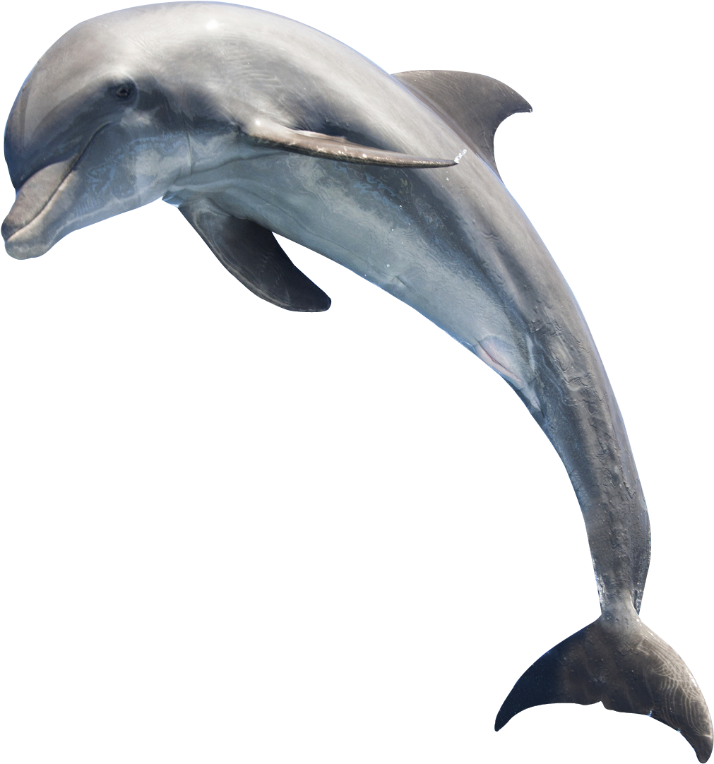Download and share clipart about Dolphin Hq Png Image - Dolphins With Trans...