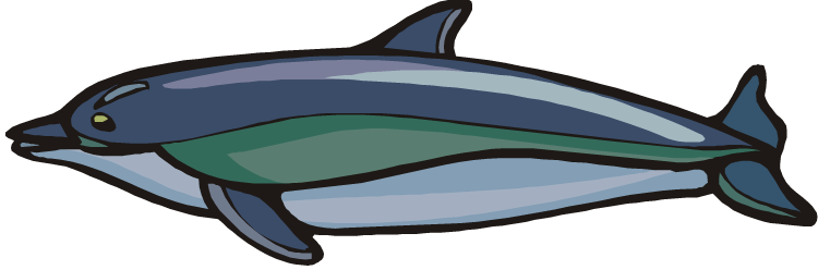 Striped Dolphin - Shark (750x248)