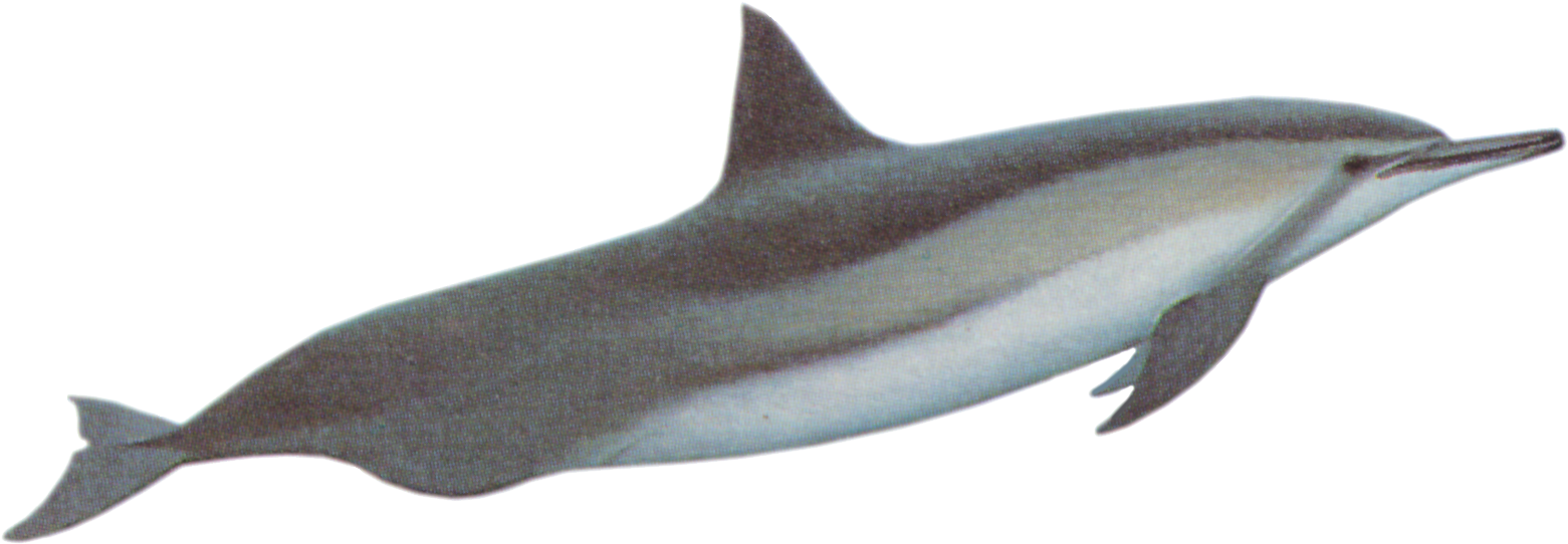 Dolphines Clipart Baiji - River Dolphin (1610x556)