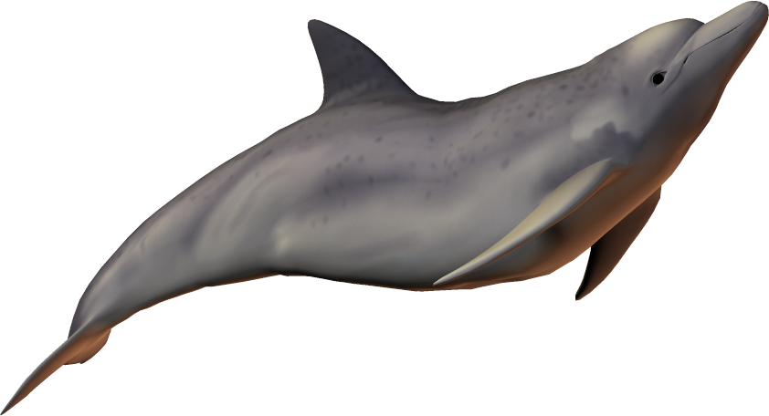 Dolphines Clipart Baiji - Dolphin Transparent Background (842x456)