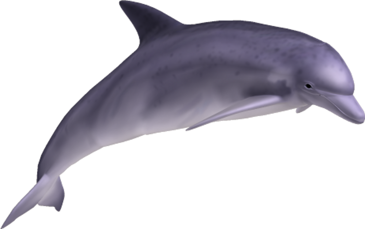 Dolphin Transparent Png - Dolphin Png (750x471)