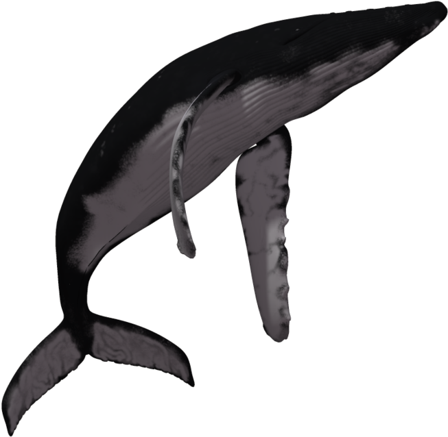 Transparent Dolphin Tumblr Download - Whale Jumping White Background (1024x639)