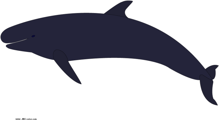 Orca Clipart 5 Orca Clipart Fans - Wholphin (781x539)