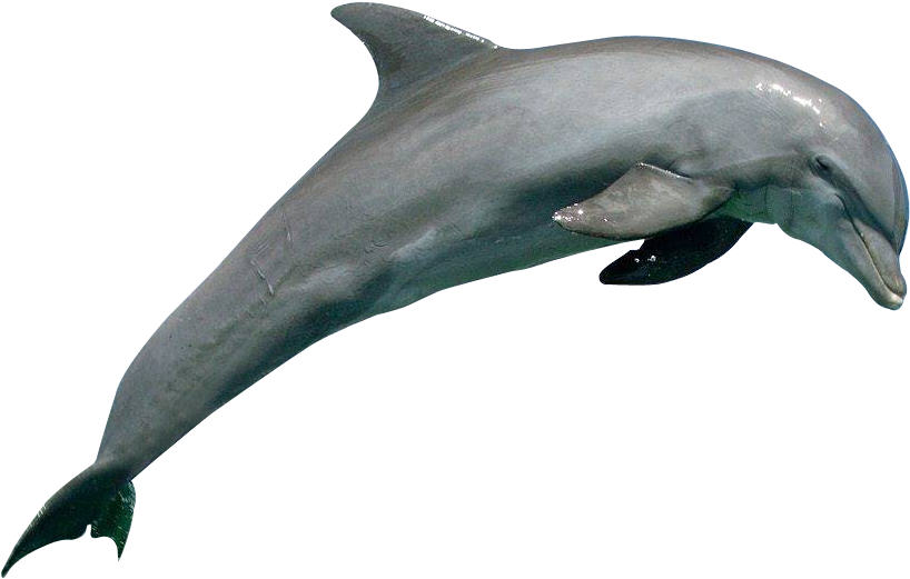 Image - Great Barrier Reef Dolphins (968x654)