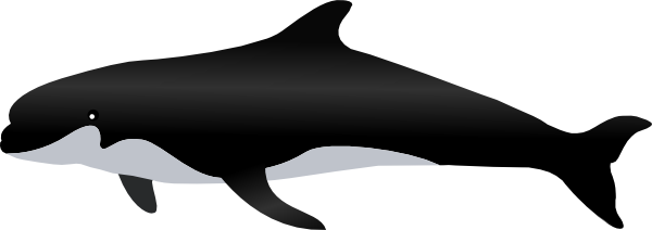 How To Set Use Gray Dolphin Svg Vector - Paus Png (600x212)