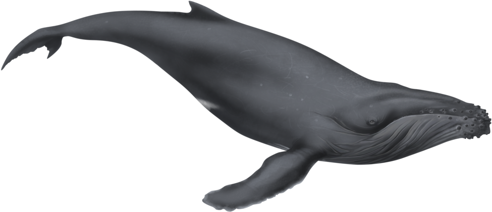 More Like Creatures By Notcroutons - Humpback Whale Clipart (1024x494)