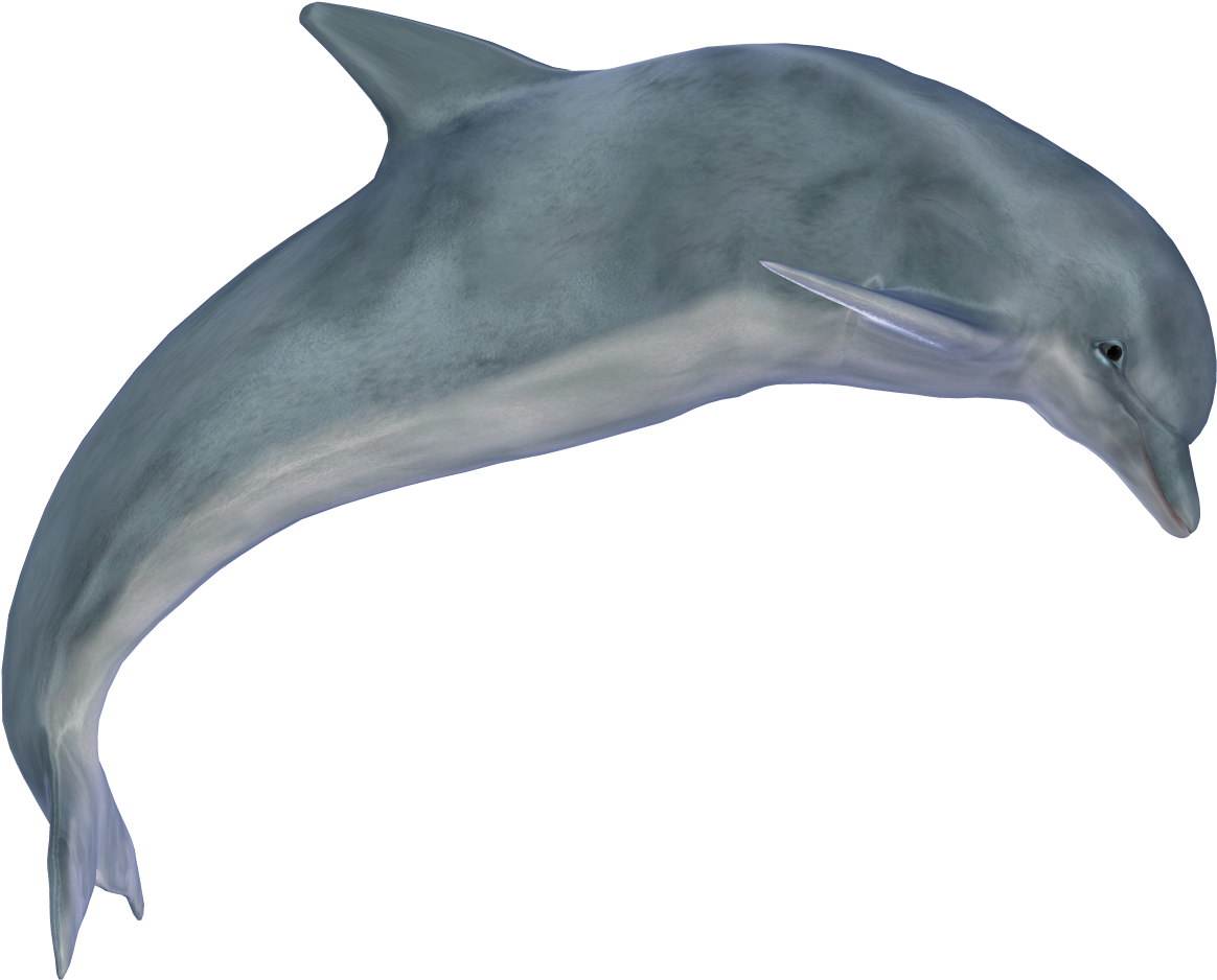 Dolphin Transparent Png Photo - Dolphin Png (1280x1024)