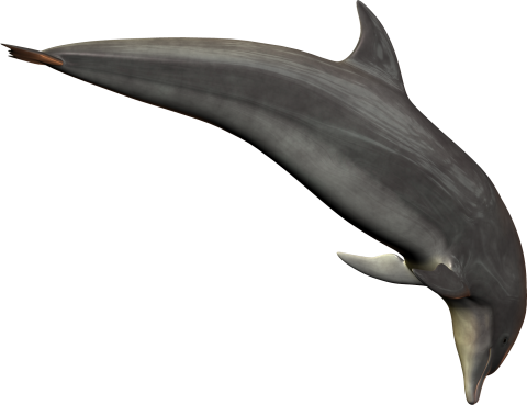 4 Months Ago 128 31 - Dolphin Transparent Background (1903x1459)