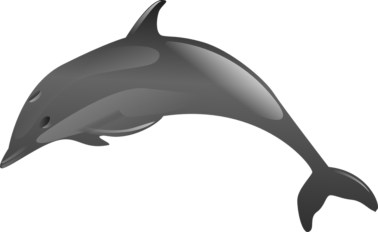 Spinner Dolphin Clip Art - Spinner Dolphin Clip Art (1280x787)