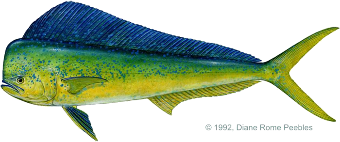 Mahi Dolphin Fish Clipart - Marlin Fish Vs Swordfish (715x306)