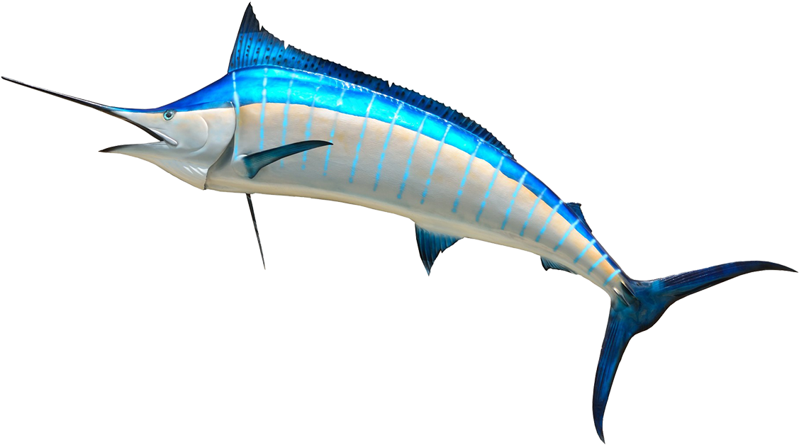 Fish Head Images - Sailfish Public Domain (1181x722)