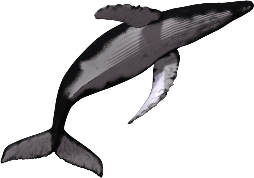 Image - Humpback Whale White Background (1024x639)