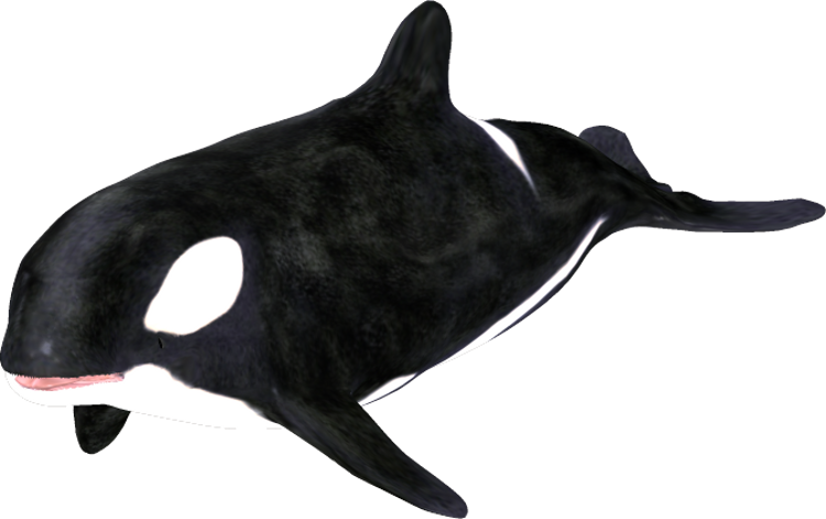 Killer Whale (750x471)