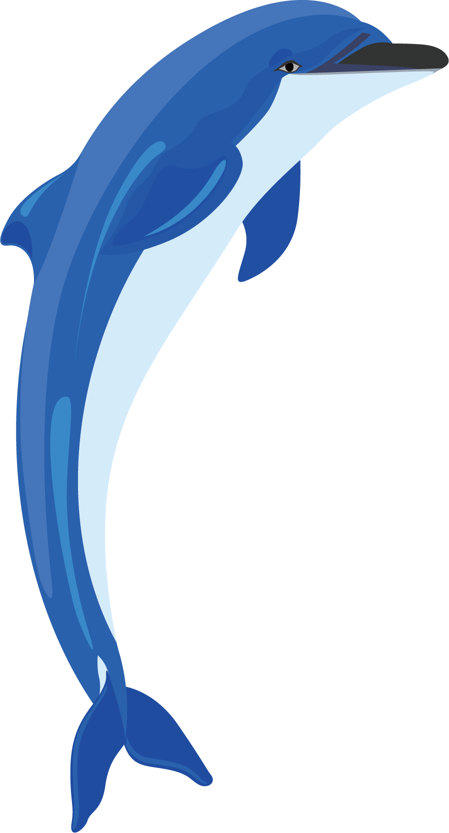 Common Bottlenose Dolphin Tucuxi Clip Art - Vector Graphics (898x1665)