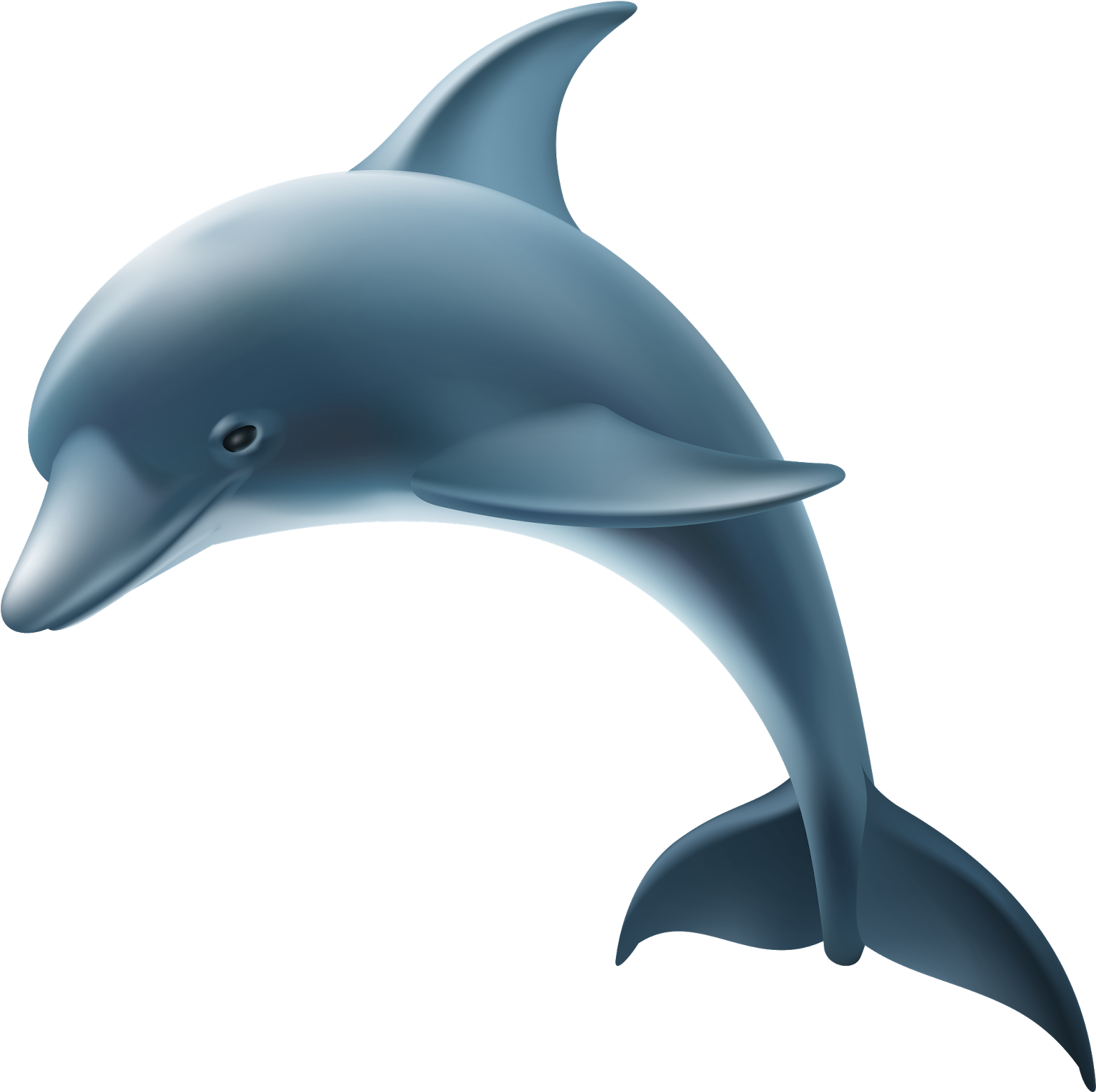 0, - Transparent Dolphin (1600x1585)