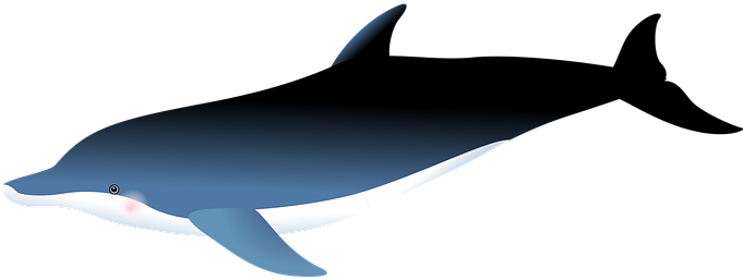 Dolphin Sea Fish Fishes Marine Life Underw - Vector Graphics (680x340)