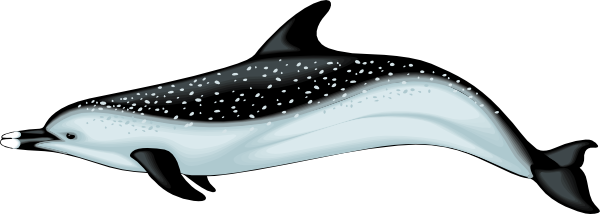 Dolphine Vector (600x214)