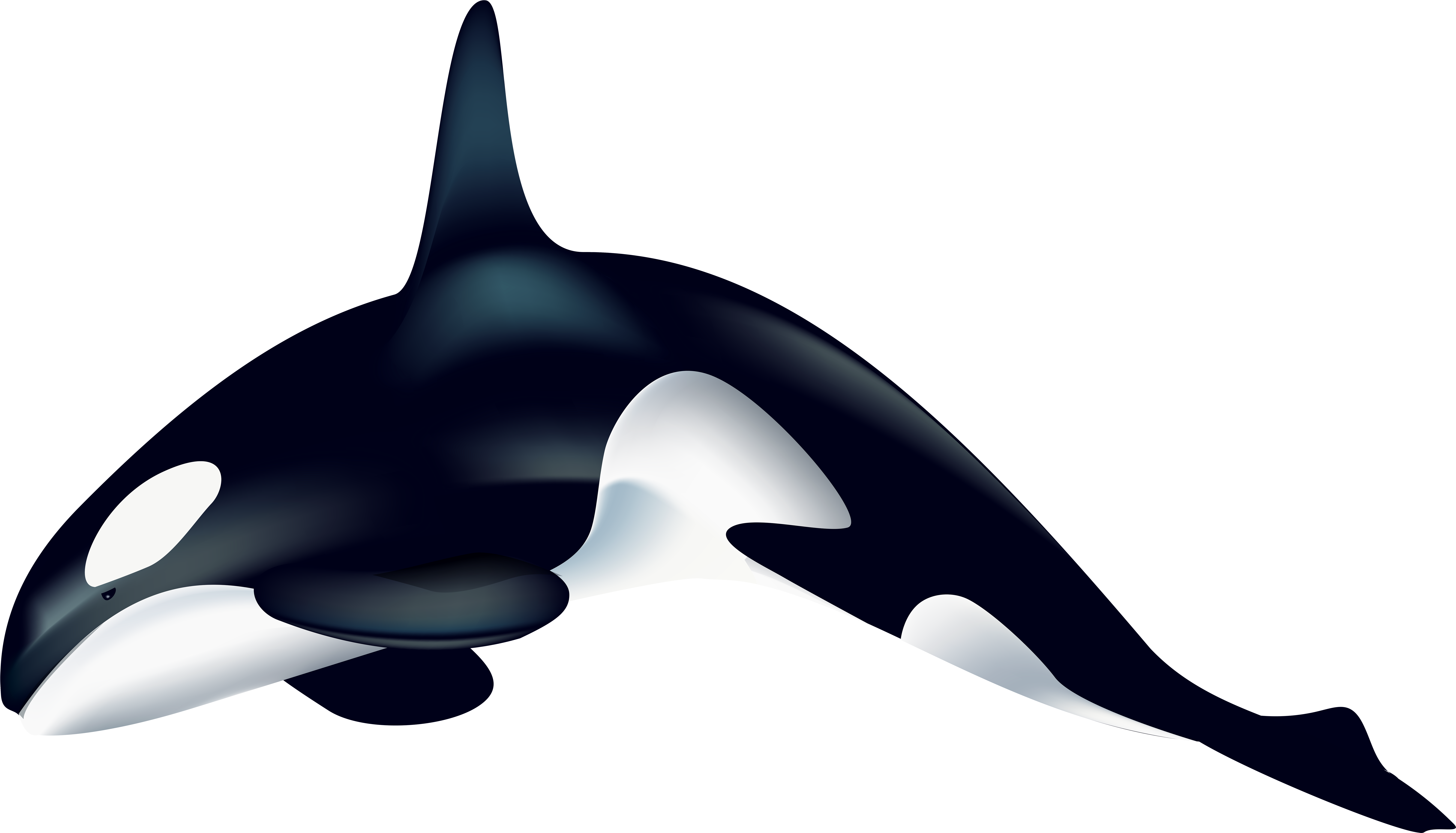 Killer Whale Clip Art - Killer Whale Clip Art (8000x4576)