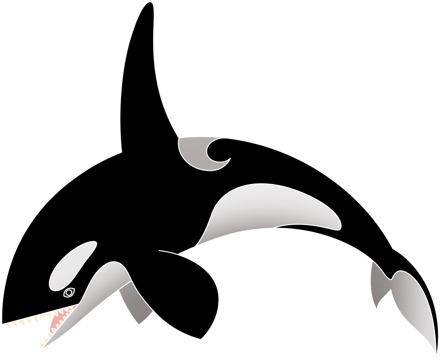 Killer Whale (1600x1340)
