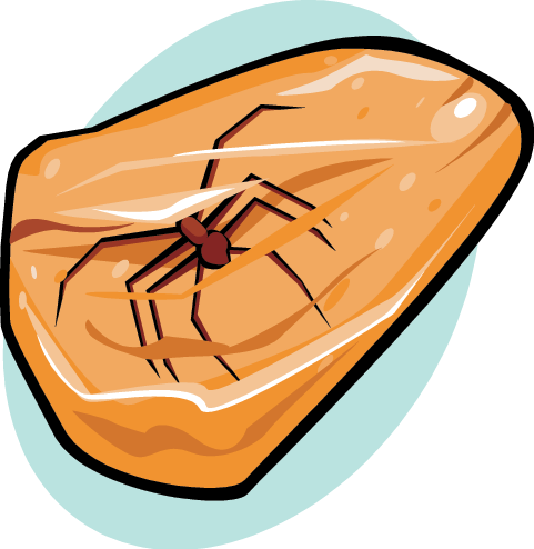 Amber - Preserved Fossil Clipart (481x494)