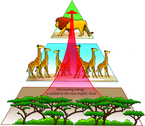 Studying Energy Pyramids - Pyramid Of Nature Balance (500x423)