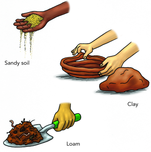 Different Soil Types - Loam Soil Drawing (497x500)