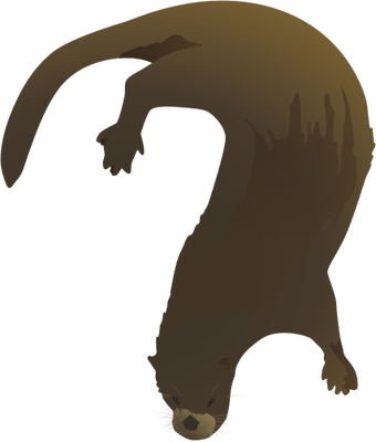 Lontra Canadensis - Otter (340x400)