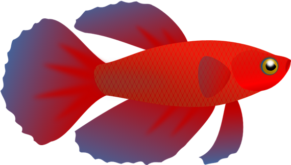 Betta 002 - Royalty-free (582x336)