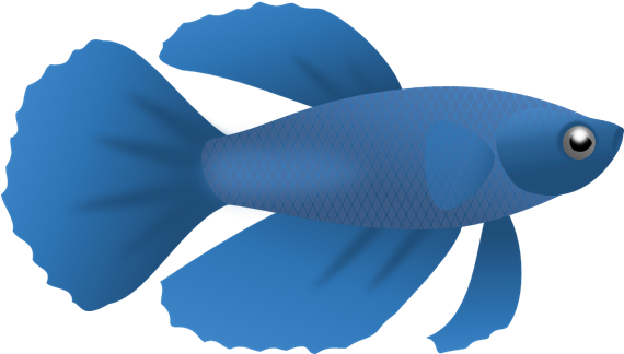 Betta Fish Clip Art - Royalty-free (582x336)