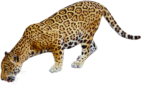 Jaguar Clipart - Coyote Buttes, The Wave (540x307)