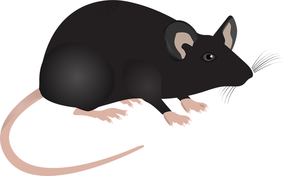 Cute Mouse Clipart 22, Buy Clip Art - Mouse Cartoon Science (960x590)