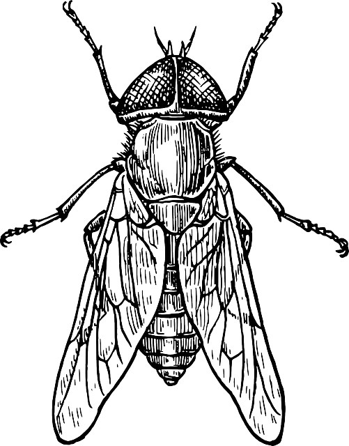 Drawing, Bug, Fly, Wings, Insect, Gadfly - Insect Black And White (501x640)