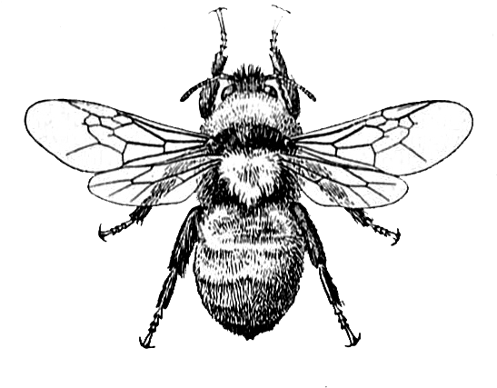Bee Image And Dictionary Definition Dictionary Definitions - Honey Bee Drawing Png (550x462)
