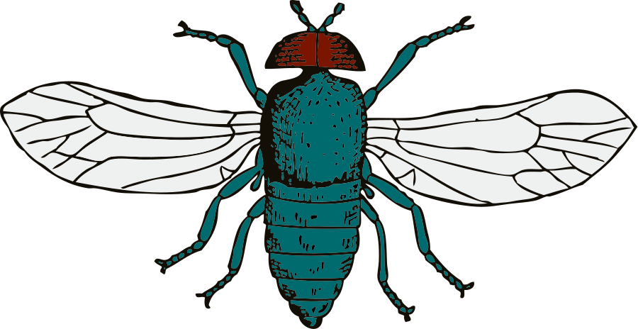 Bottle Fly - Blue Bottle Fly Drawing (958x496)