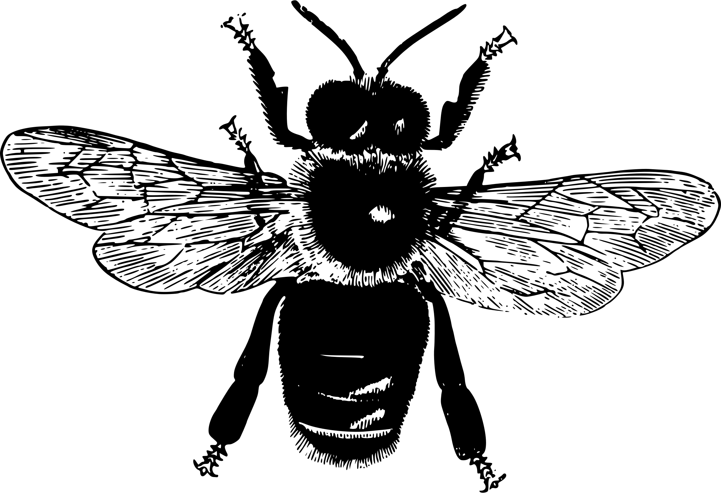 Big Image - Parts Of An Insect (2400x1640)
